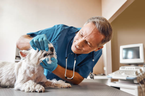Best Emergency X-Rays and Diagnostics in Huntingdon, TN